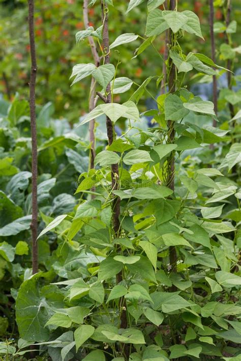 Kidney Beans Seedbed Growing on Farm. Patch of Green Plants of Kidney ...