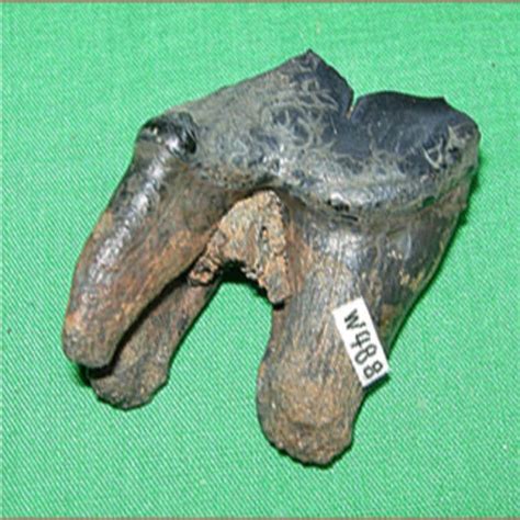 Dire Wolf Molar Fossil Fossils Artifacts For Sale Paleo Enterprises