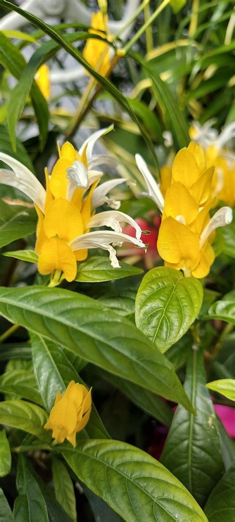 Yellow Tropical Flowers Blooms Free Photo On Pixabay Pixabay