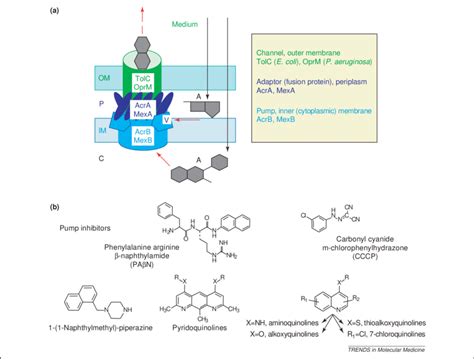 Efflux Pump Potential Targets And Inhibitors A Acrab Tolc E Coli