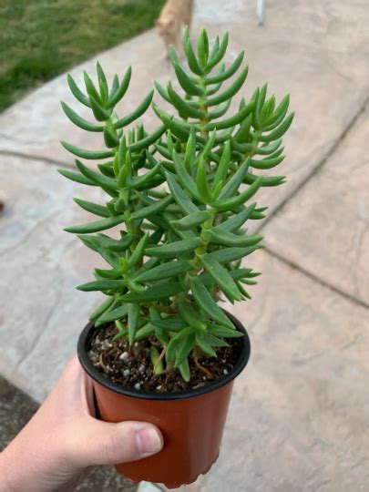 Crassula Tetragona 4 Pot Beaultiful Desert Plants