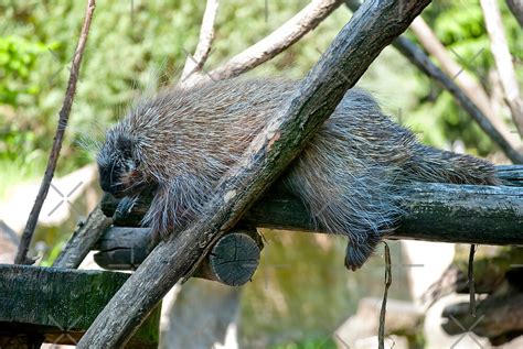 "New World Porcupine" by Vac1 | Redbubble