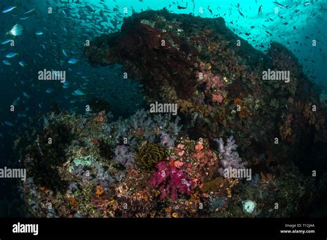 Scuba diving Raja Ampat Stock Photo - Alamy