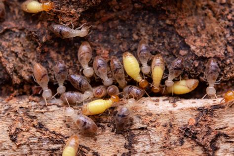 Subterranean Termites Prevention And Treatment Strategies