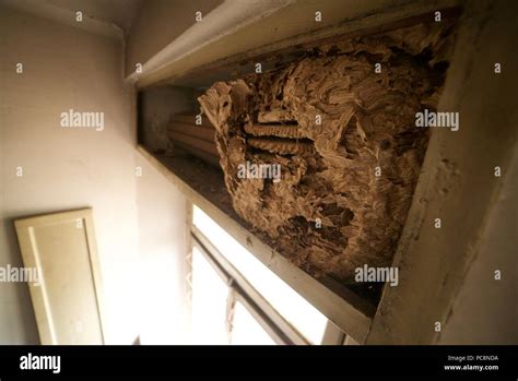 Huge Old Wasp Nest Inside A House On Some Pipes Wasp Nest Inside A