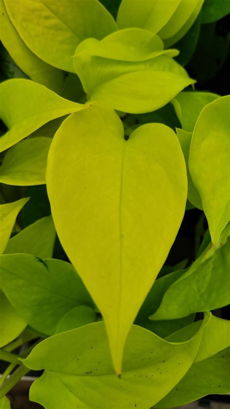 Epipremnum Aureum Neon Pothos Milmont Greenhouses