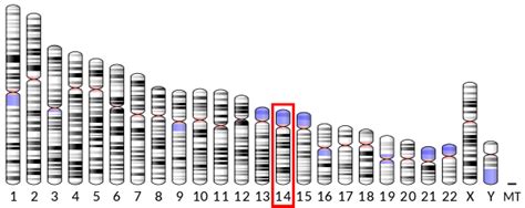 DNAAF2 - Wikipedia