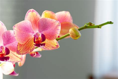 Orquídea pastel rosa e amarela close up Foto Premium