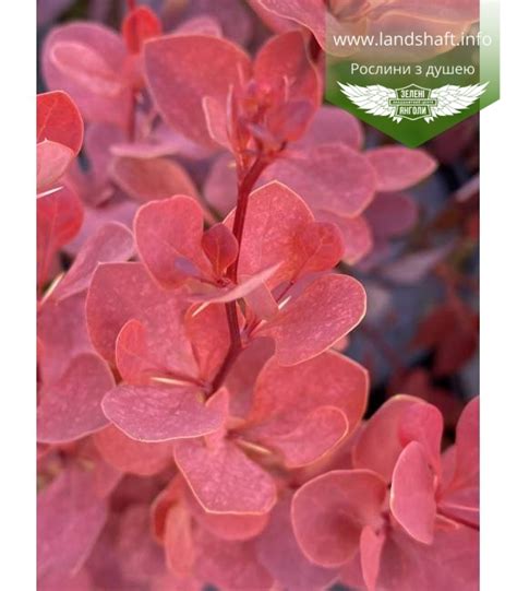 Berberis thunbergii 'Venice' Барбарис Тунберга 'Веніс'