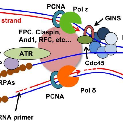 Pcna Is A Node Of Protein Protein Interaction In The Replisome The