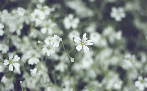 Free Images Nature Branch Blossom Sunlight Leaf Flower Petal