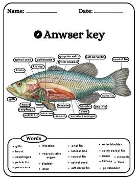 Fish anatomy: Fish anatomy Labeling Worksheets, Definition,Coloring ...