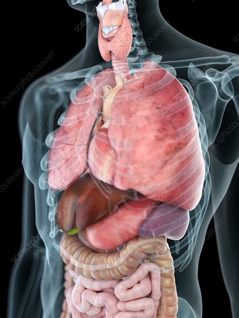 Human Thorax Anatomy