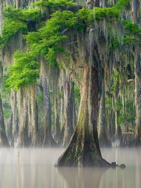 Louisiana Swamps