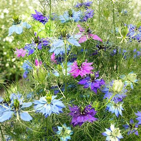 Jungfer im Grünen Flowerpower