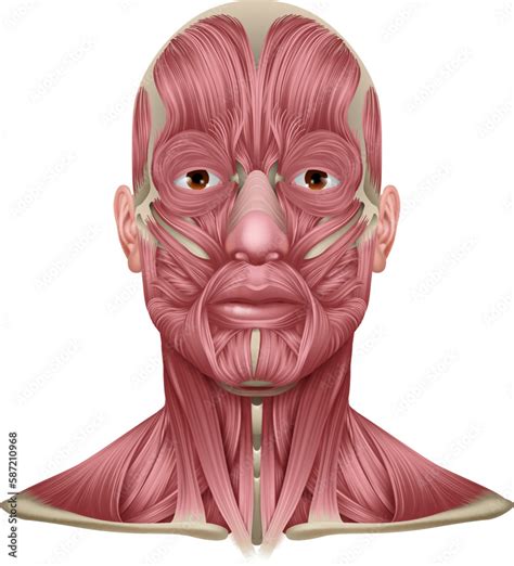 Muscles of the body anatomy illustration. Medical anatomical diagram of ...