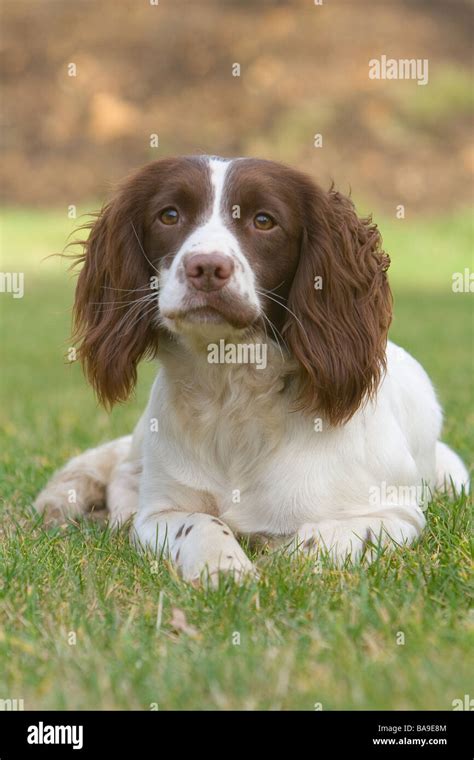 A Liver And White English Springer Spaniel Working Dog Or Gun Dog Stock