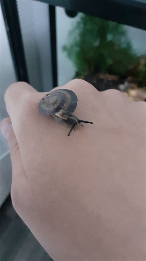 My first snail! I got 4 of these Caracolus Sagemon and they're so ...