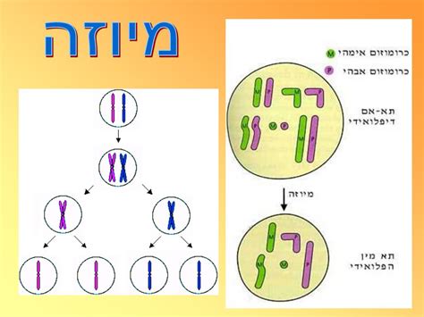 Ppt כרומוזומים וקריוטיפ האדם Powerpoint Presentation Id3580816