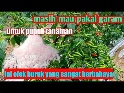 Temukan Manfaat Garam Untuk Tanaman Cabe Yang Jarang Diketahui