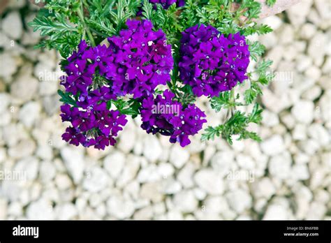 Trailing verbena hi-res stock photography and images - Alamy