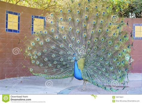 Beautiful Peacock Displaying His Beautiful Fan Stock Image Image Of