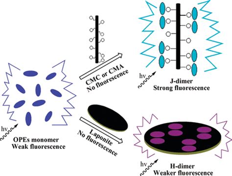 Synthesis Self Assembly And Photophysical Behavior Of Oligo Phenylene