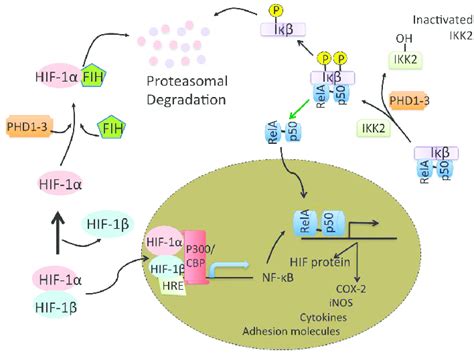 Hypoxia And Nfκb Activation During Hypoxic Hif 1α Binding To The Hre Download Scientific