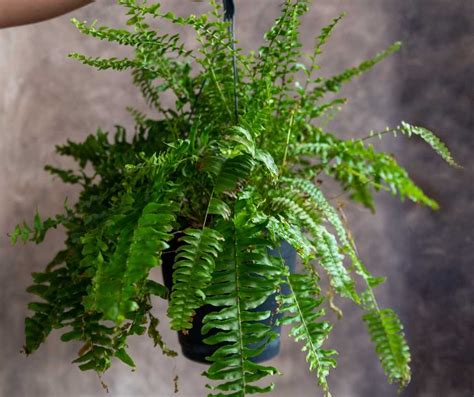 4 Indoor Ferns That Are Perfect For Home Decor Scoop Of Thoughts