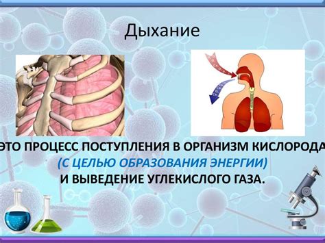Дыхательная система. Органы дыхания. Газообмен - презентация онлайн