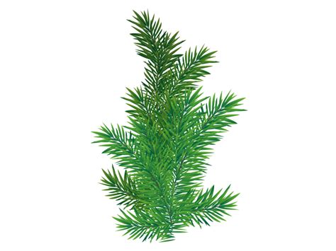 Pine Tree Branch Png Png Transparent Image Freepngdesign