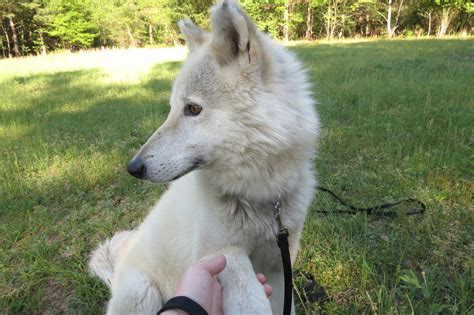 My Wolfdog, Malamute and Mini Dachshund