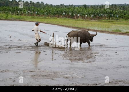 Carabao Plowing Rice Field Philippines 14333026510 Stock Photo Alamy