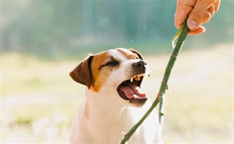 Apprendre Son Chien Aboyer Sur Commande