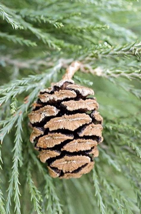 Giant Sequoia Sequoiadendron Giganteum Artofit