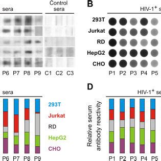 Comparison of reactivities of selected HIV-1 gp120-specific monoclonal ... 