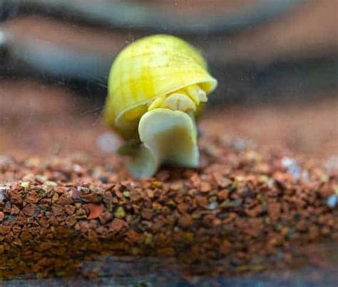 Are Mystery Snails Good Algae Eaters? | ZooAwesome