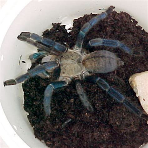Cobalt Blue Tarantula - males