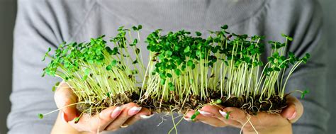 Микрозелень I Сити-Ферма I Micro&Greens89 | Сити-Ферма современная ...