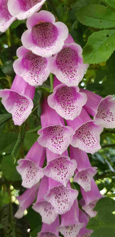 Blütenessenz FINGERHUT (Digitalis purpurea)