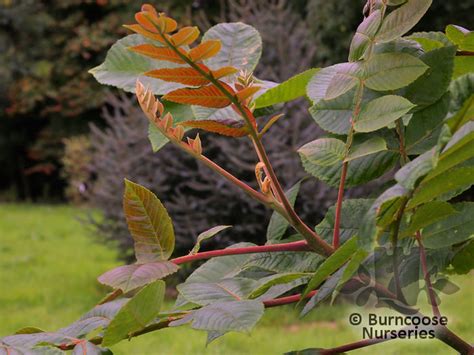Rhus from Burncoose Nurseries