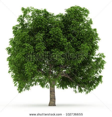 Buckeye tree clipart 20 free Cliparts | Download images on Clipground 2024