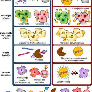 A Schematic Representation Of Nanocarriers Used In MiRNA Delivery For