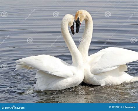 Courtship Dance Of Two Swans Stock Image Image Of Feather Swimming