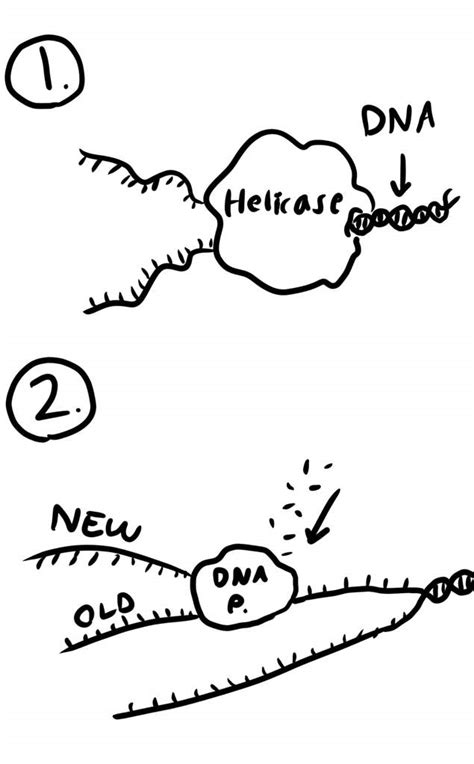 What is a DNA mutation? How DNA works | Flat Earthers Amino