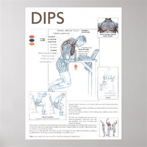 Dips Anatomy Exercise Instruction Gym Poster Zazzle