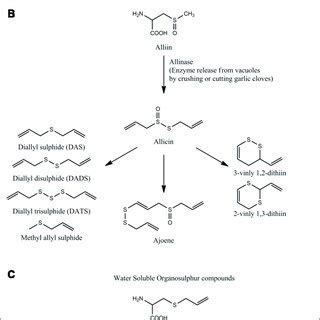 Organosulfur Compounds Of Garlic The Figure Shows The Major