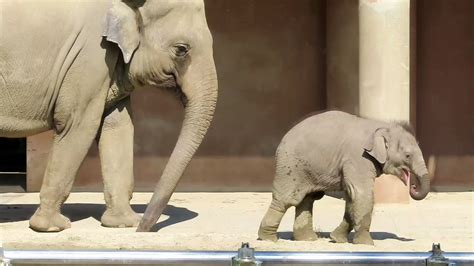 やまこじ On Twitter 大好きな砂山に蹴りを入れる赤ちゃん🐘 東山動植物園 アジアゾウ