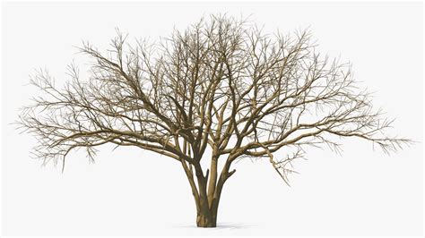 Naked Tree D Model Ds Blend C D Fbx Ma Obj Max Usdz