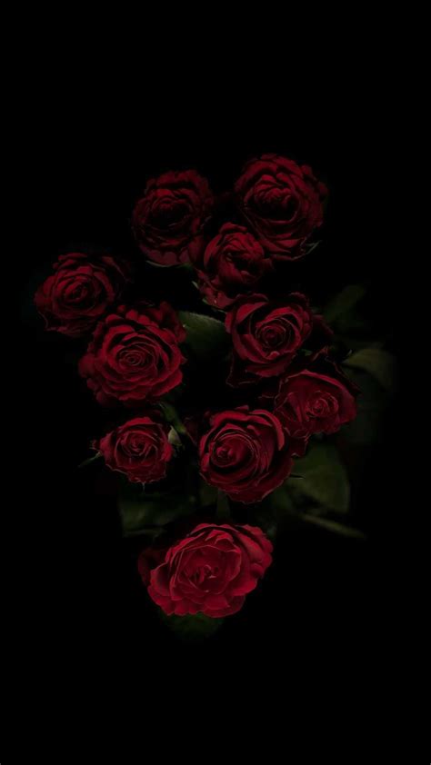 Black Roses 4K Wallpapers Top Free Black Roses 4K Backgrounds